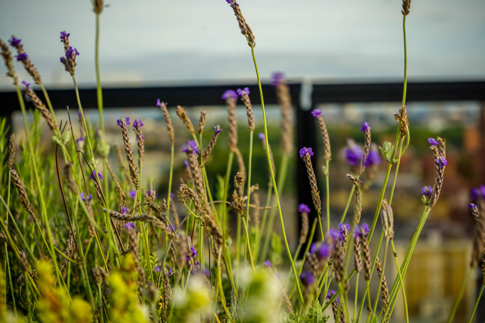 Sony a7 II + Sony FE 28-70mm F3.5-5.6 OSS sample photo. Blooming, lavender, google, kings photography