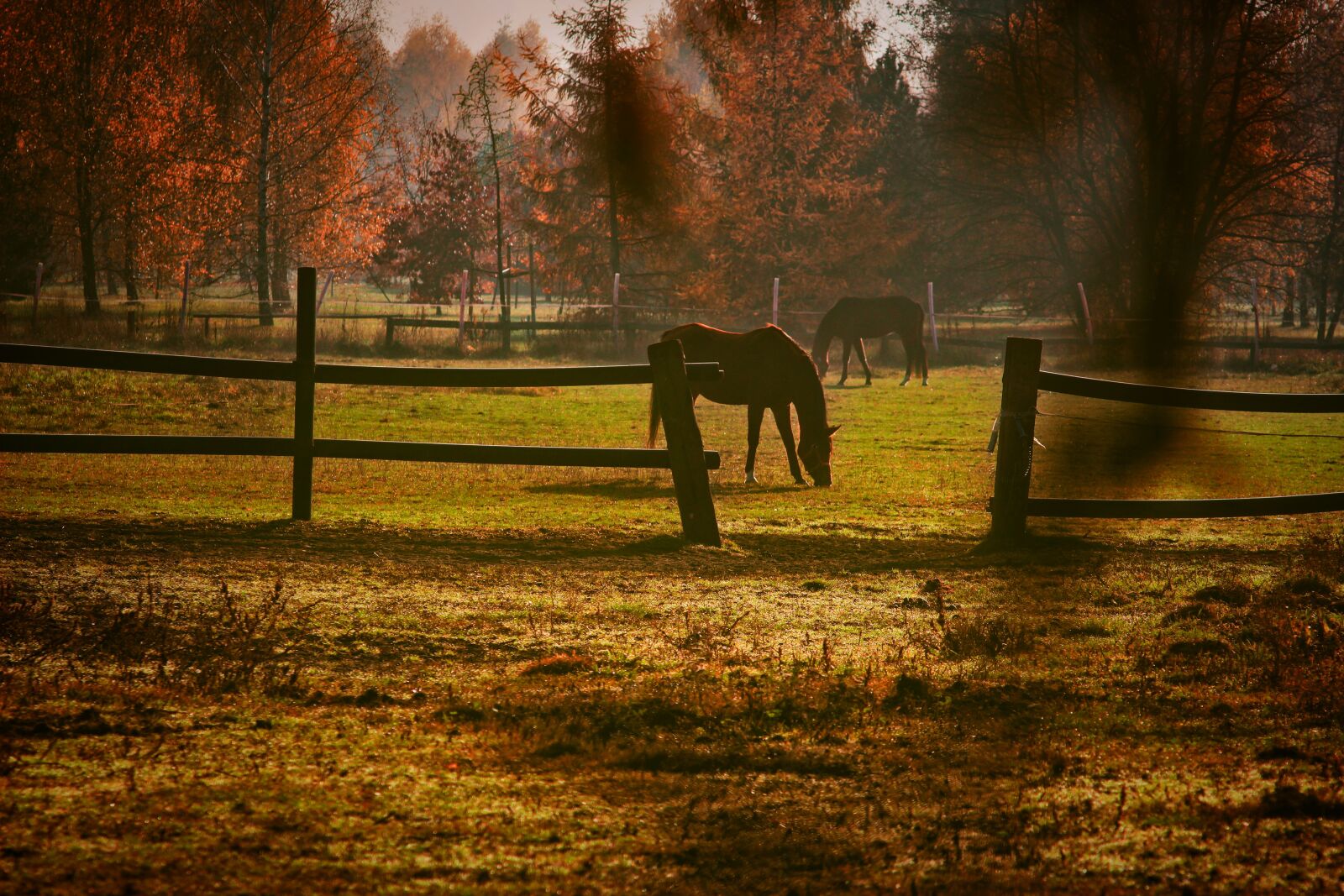 Canon EOS 1200D (EOS Rebel T5 / EOS Kiss X70 / EOS Hi) sample photo. Horses, autumn, pasture land photography