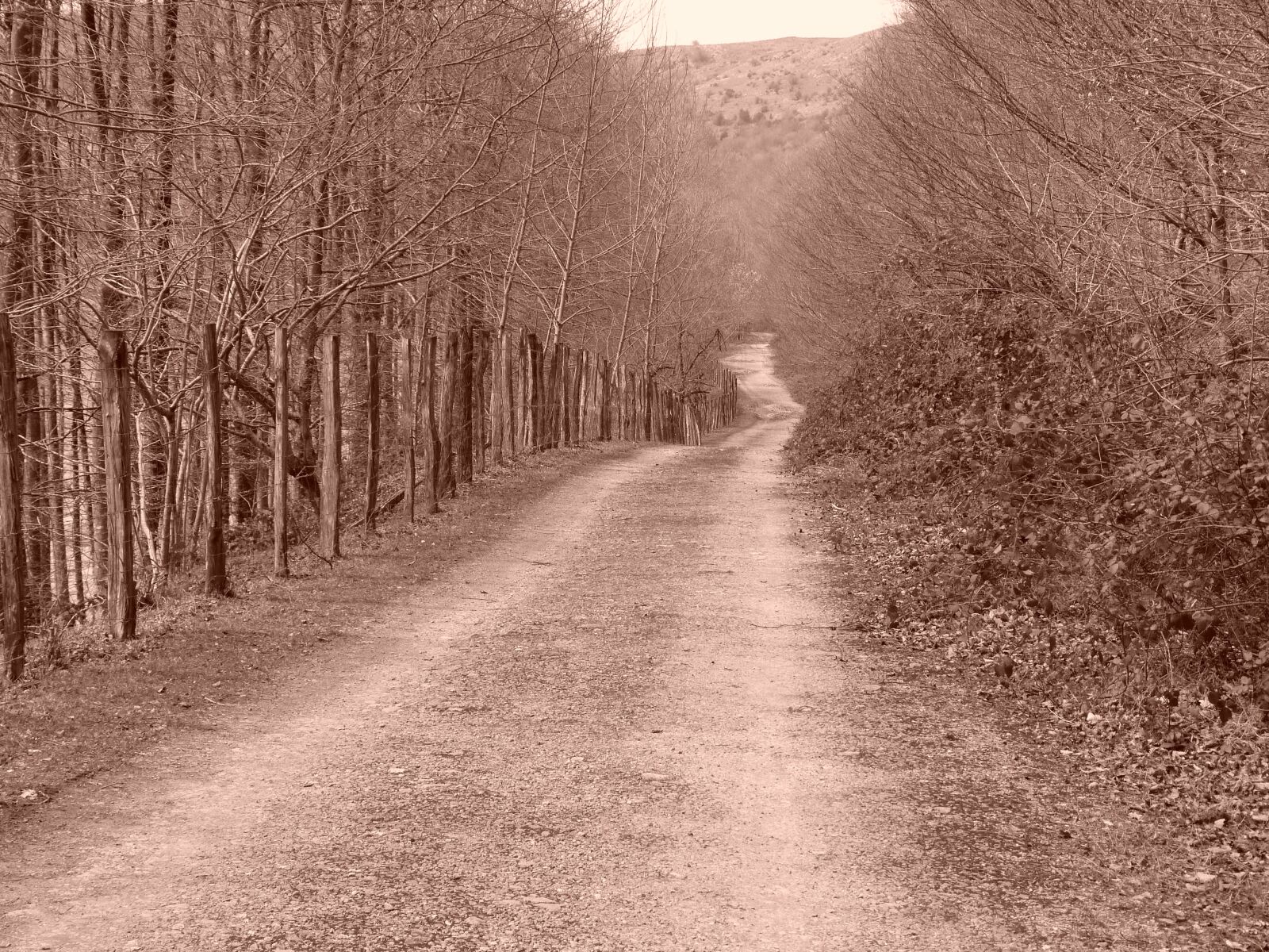 Panasonic Lumix DMC-FZ40 (Lumix DMC-FZ45) sample photo. Path, sepia, nature photography