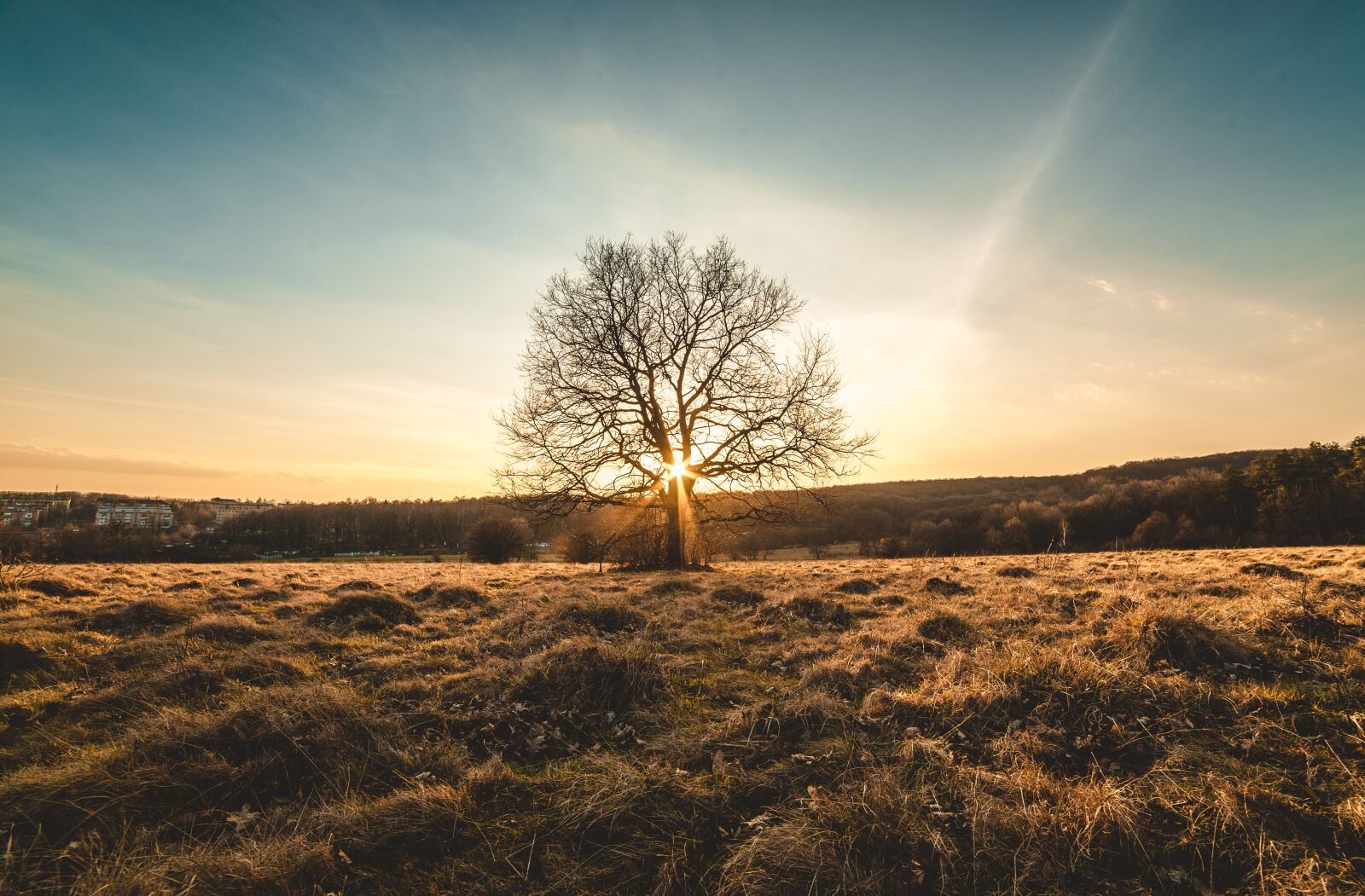 Nikon D800 sample photo. Landscape, tree, sunset photography