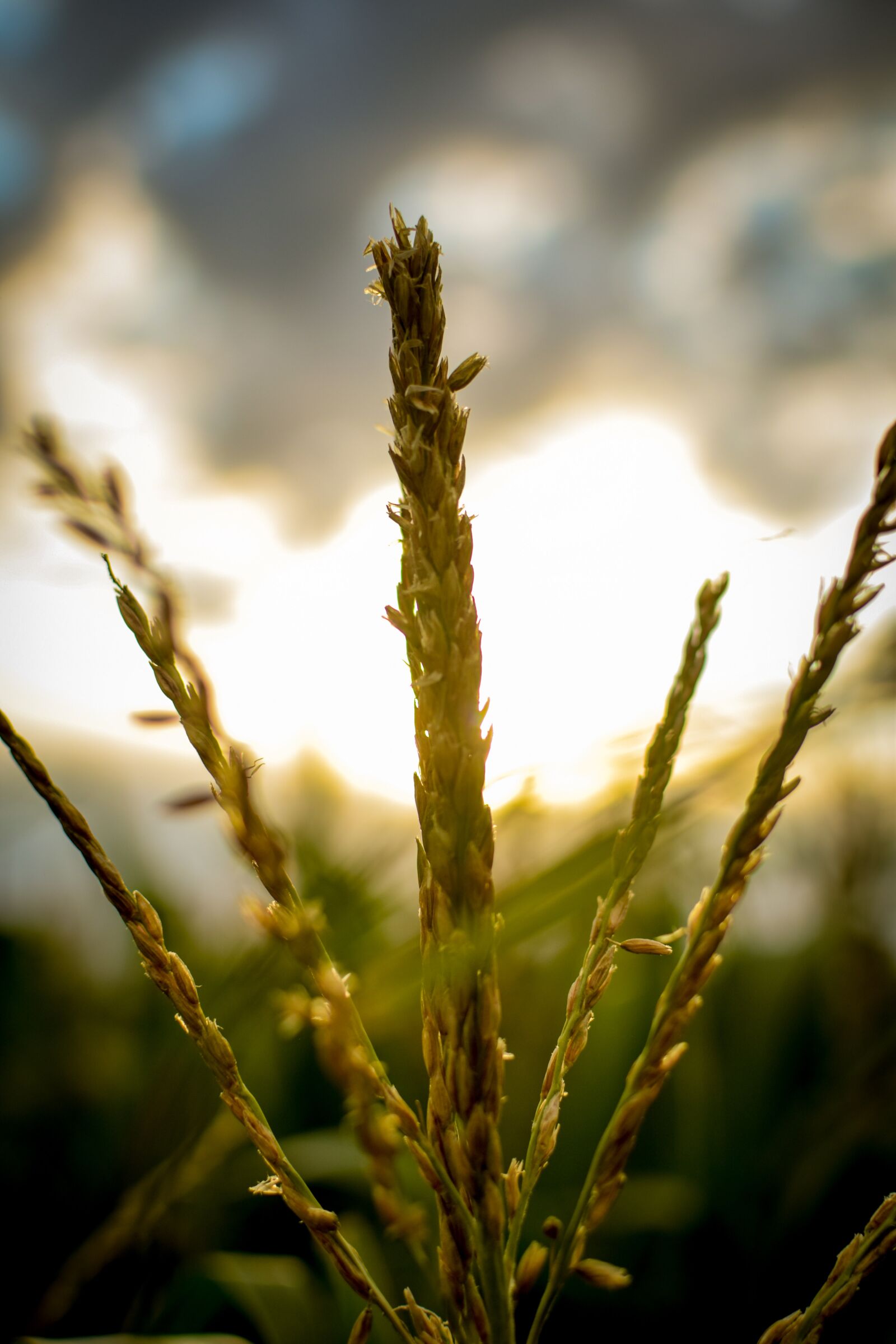 Nikon D3300 sample photo. Corn, agriculture, field photography