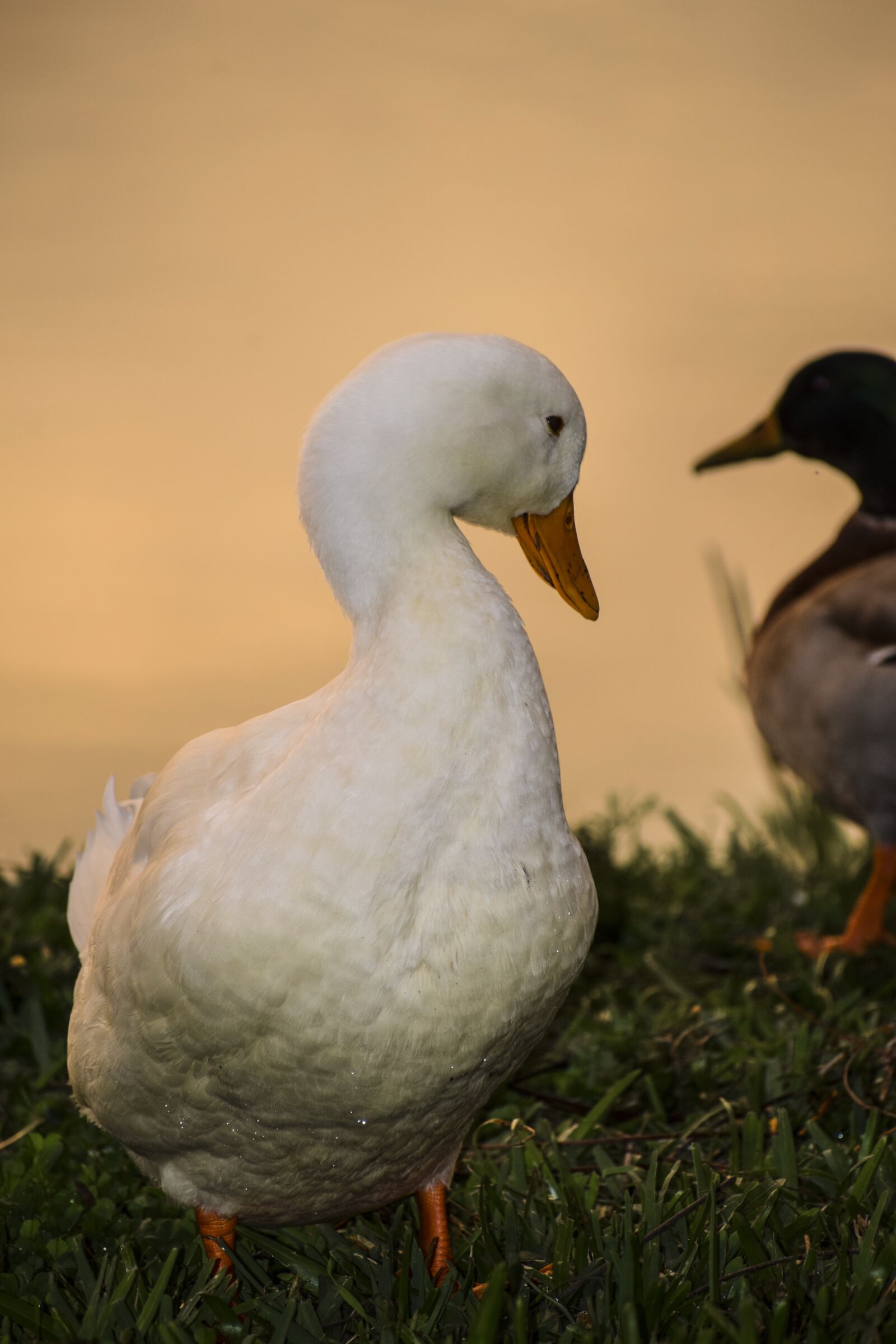 Nikon D5300 sample photo. Duck, sunset, orange photography