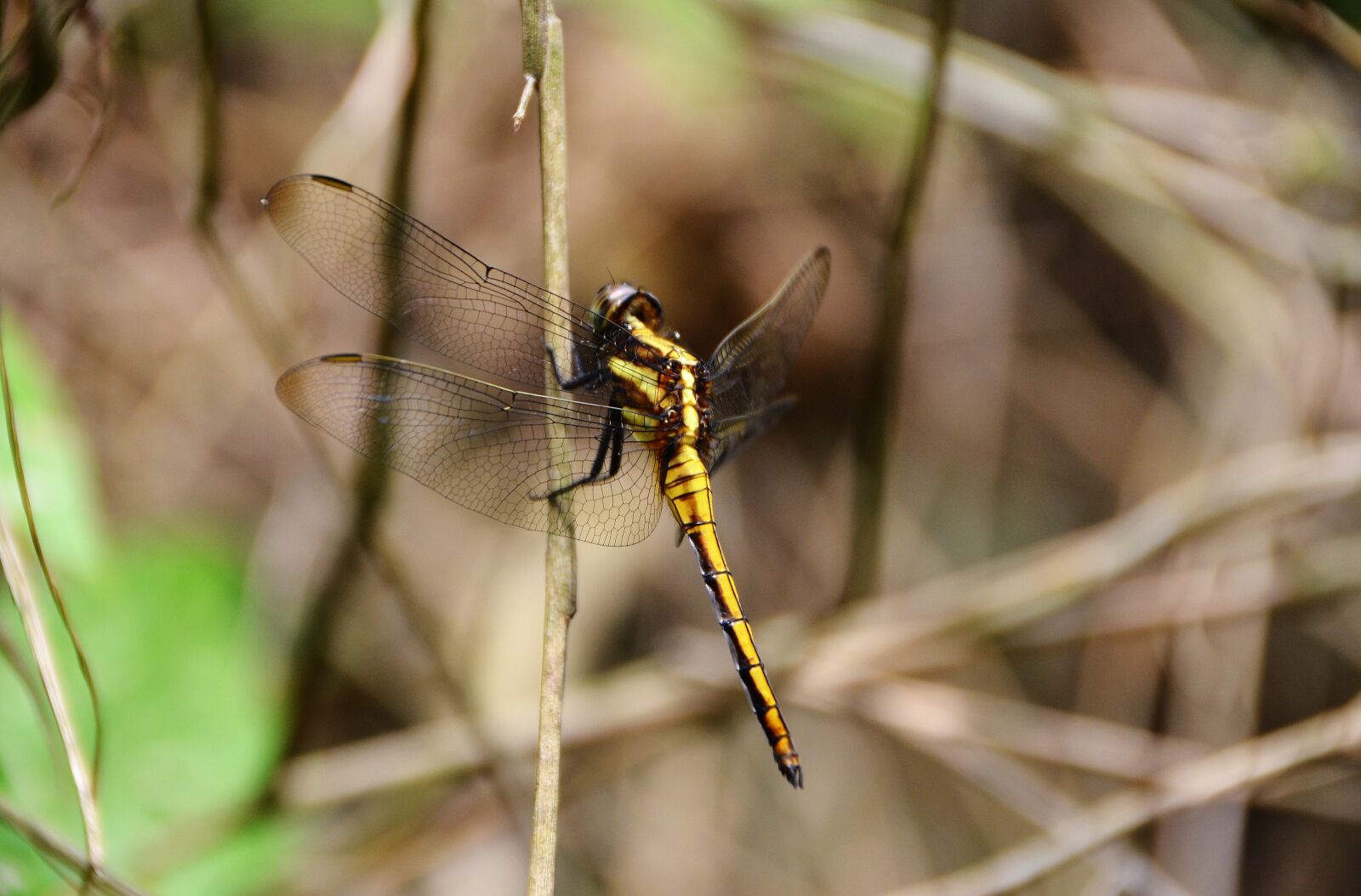 Nikon D5100 sample photo. Dragonfly, the branches of photography