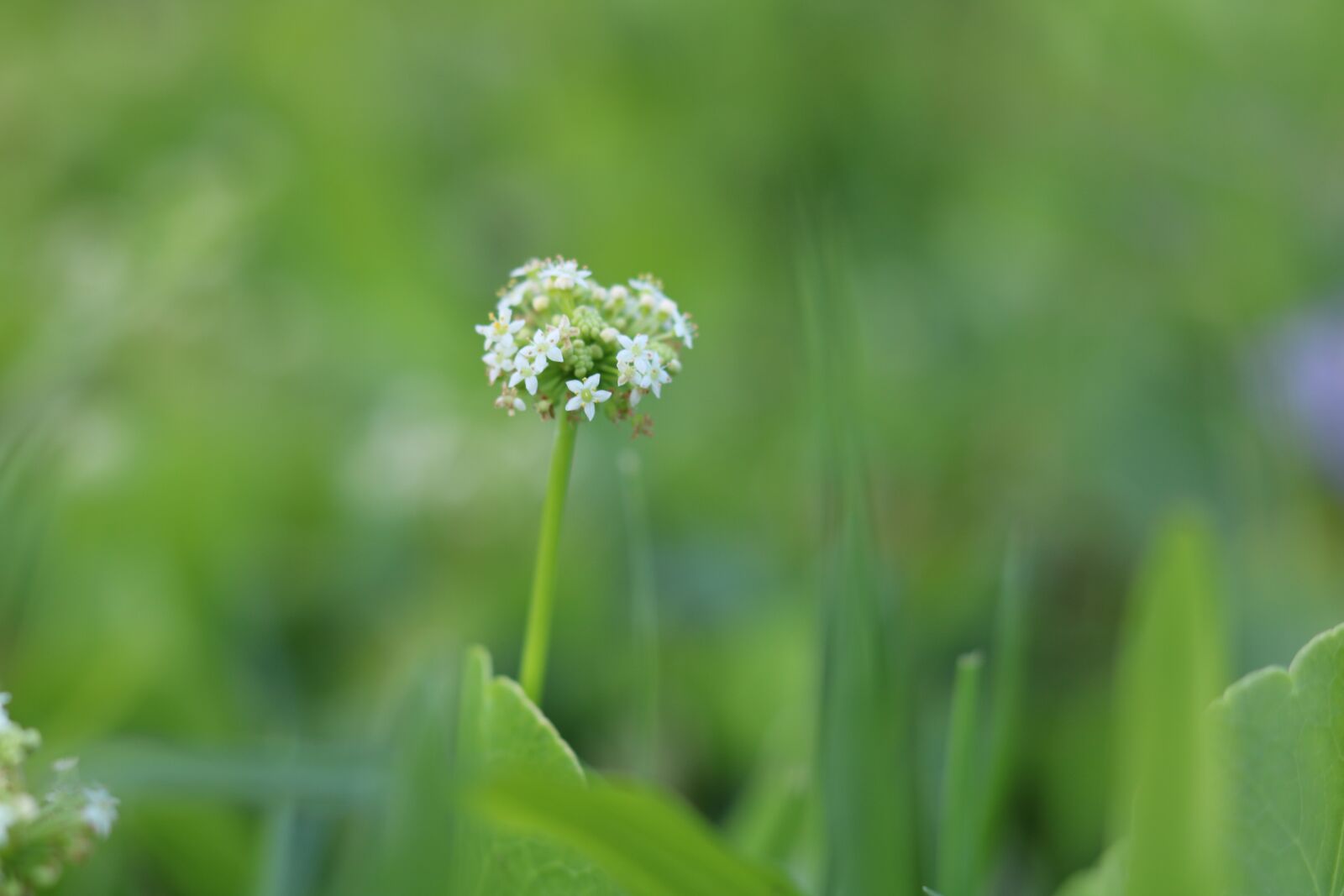 Canon EOS 750D (EOS Rebel T6i / EOS Kiss X8i) sample photo. Plants, nature, sky photography