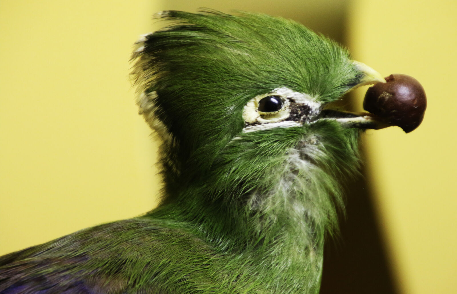 Canon EOS 7D Mark II sample photo. Animal, beak, bird, eat photography
