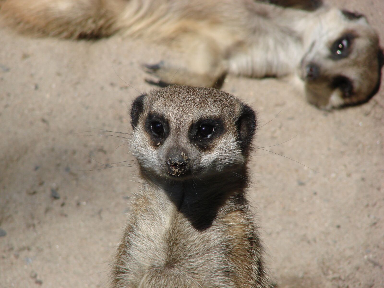 Sony DSC-H5 sample photo. Zoo, meerkat, small photography