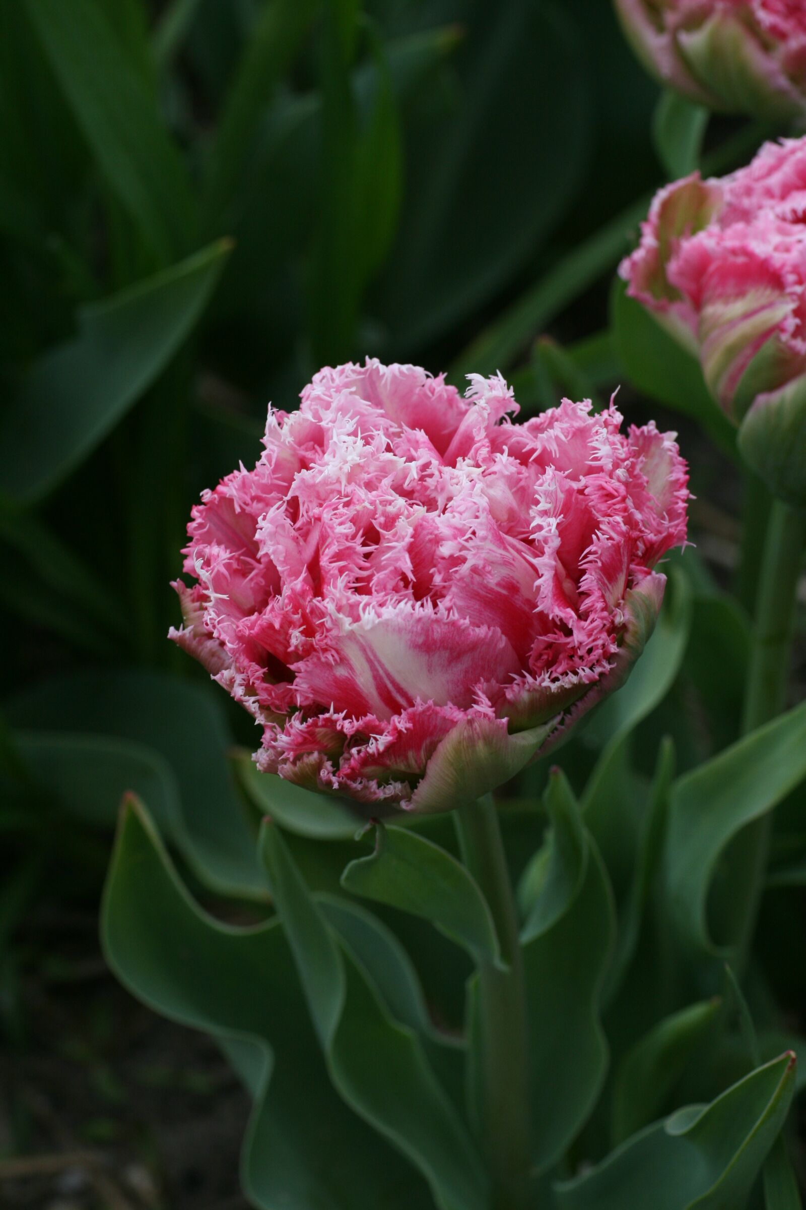 Canon EOS 400D (EOS Digital Rebel XTi / EOS Kiss Digital X) sample photo. Tulip, pink, white photography