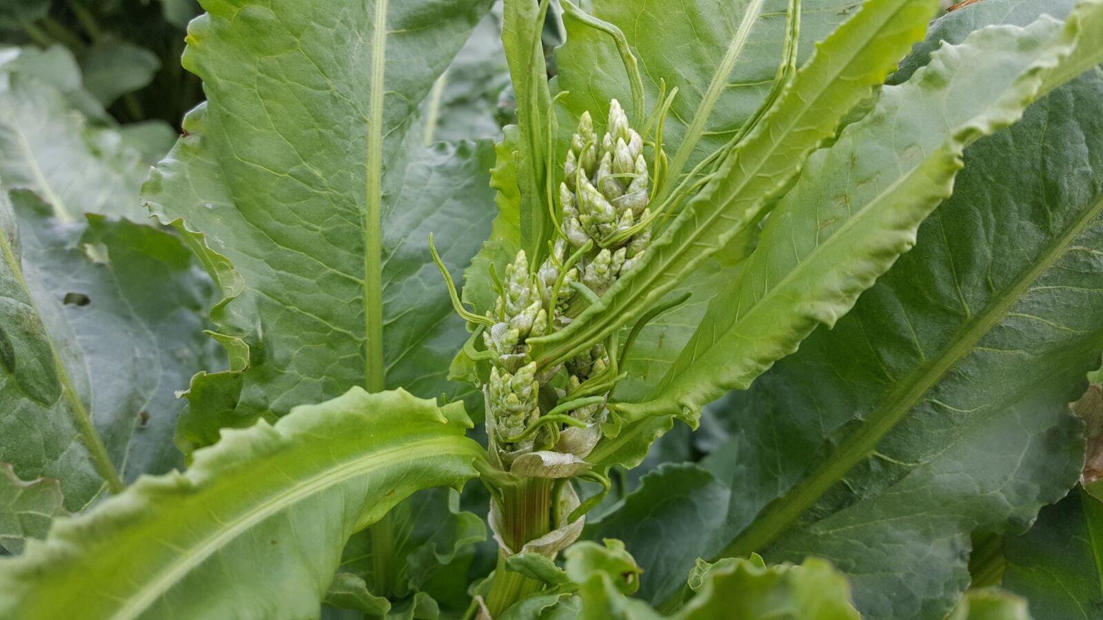 Samsung Galaxy S6 sample photo. Leaf, flora, nature photography