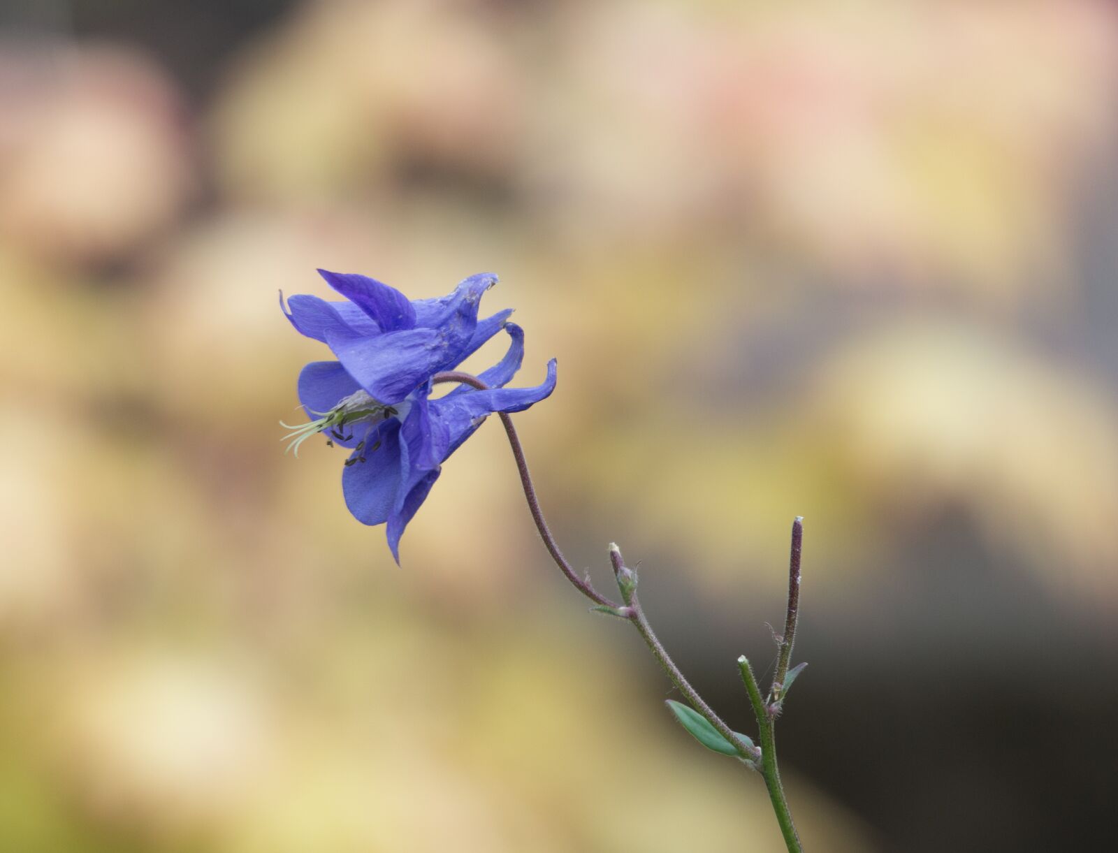 Nikon D7200 sample photo. Flower, flora, blossom photography