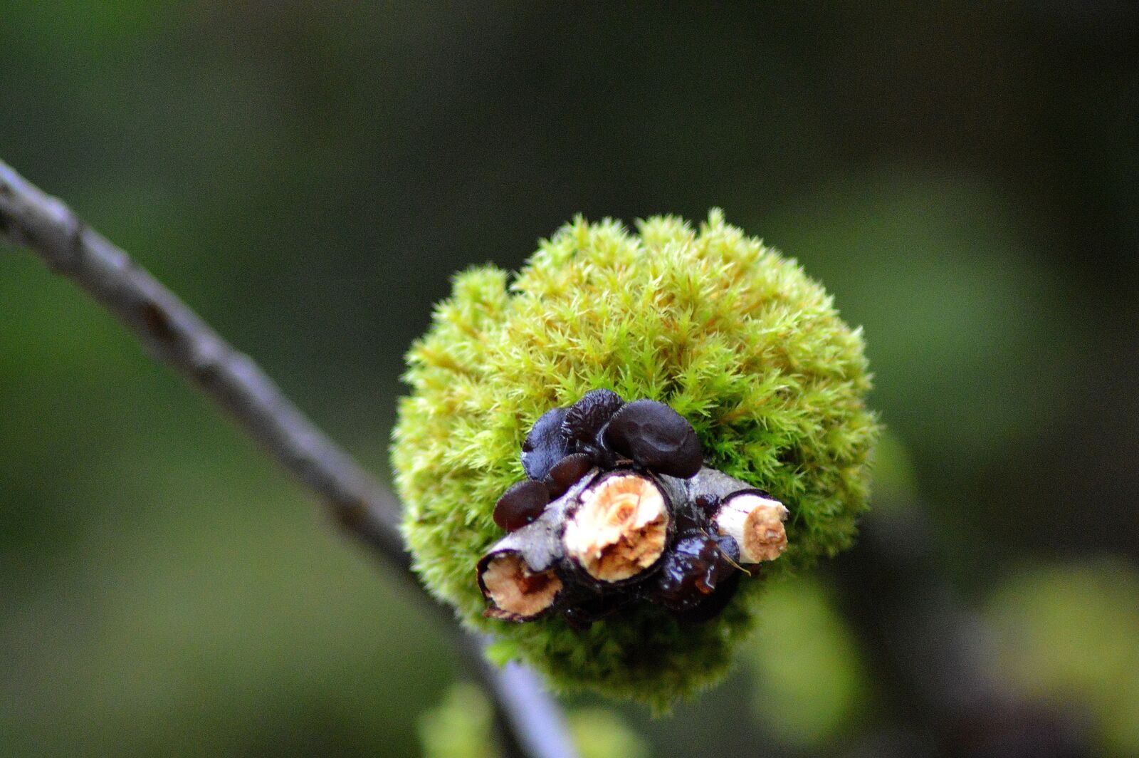 Nikon D3200 sample photo. Moss, forest, autumn photography
