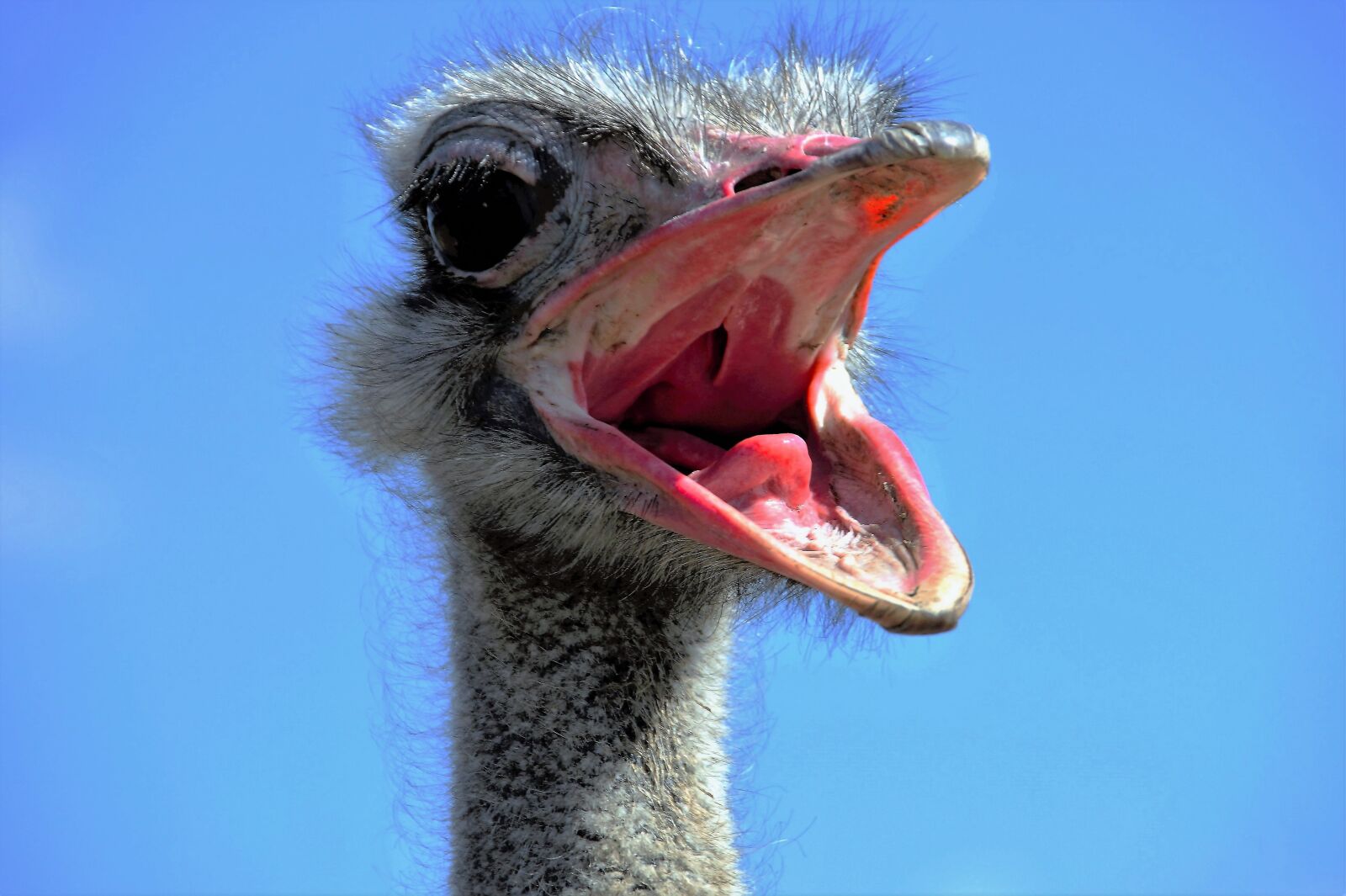 Sony SLT-A58 sample photo. The ostrich, ostrich head photography