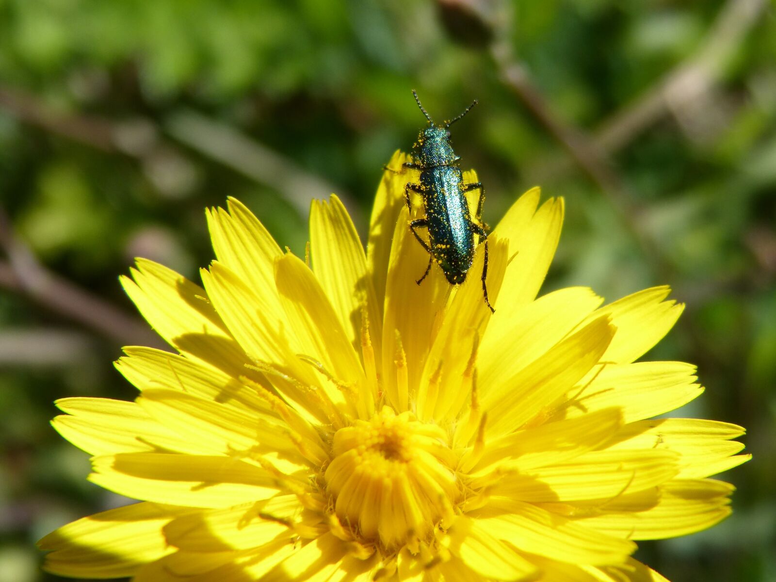 Panasonic DMC-FZ62 sample photo. Green beetle, psilothrix viridicoerulea photography