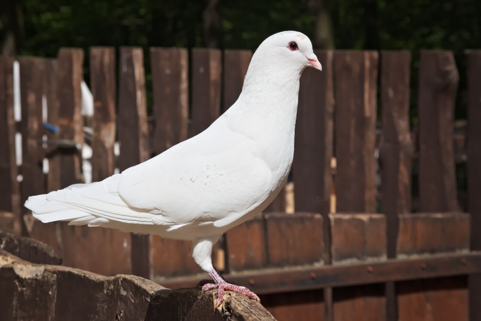Canon EOS 650D (EOS Rebel T4i / EOS Kiss X6i) sample photo. Pigeon, white, bird photography