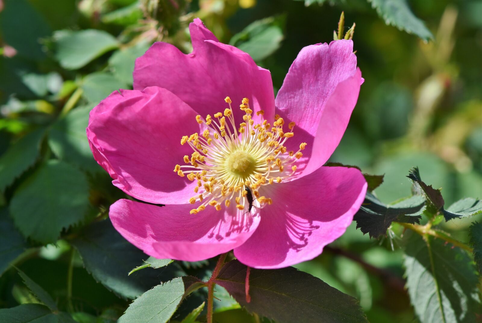 Nikon D7200 sample photo. Anemone, florets, blossom photography