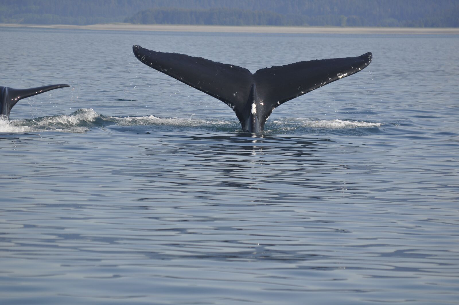 Nikon D5000 sample photo. Whale, tail, wildlife photography