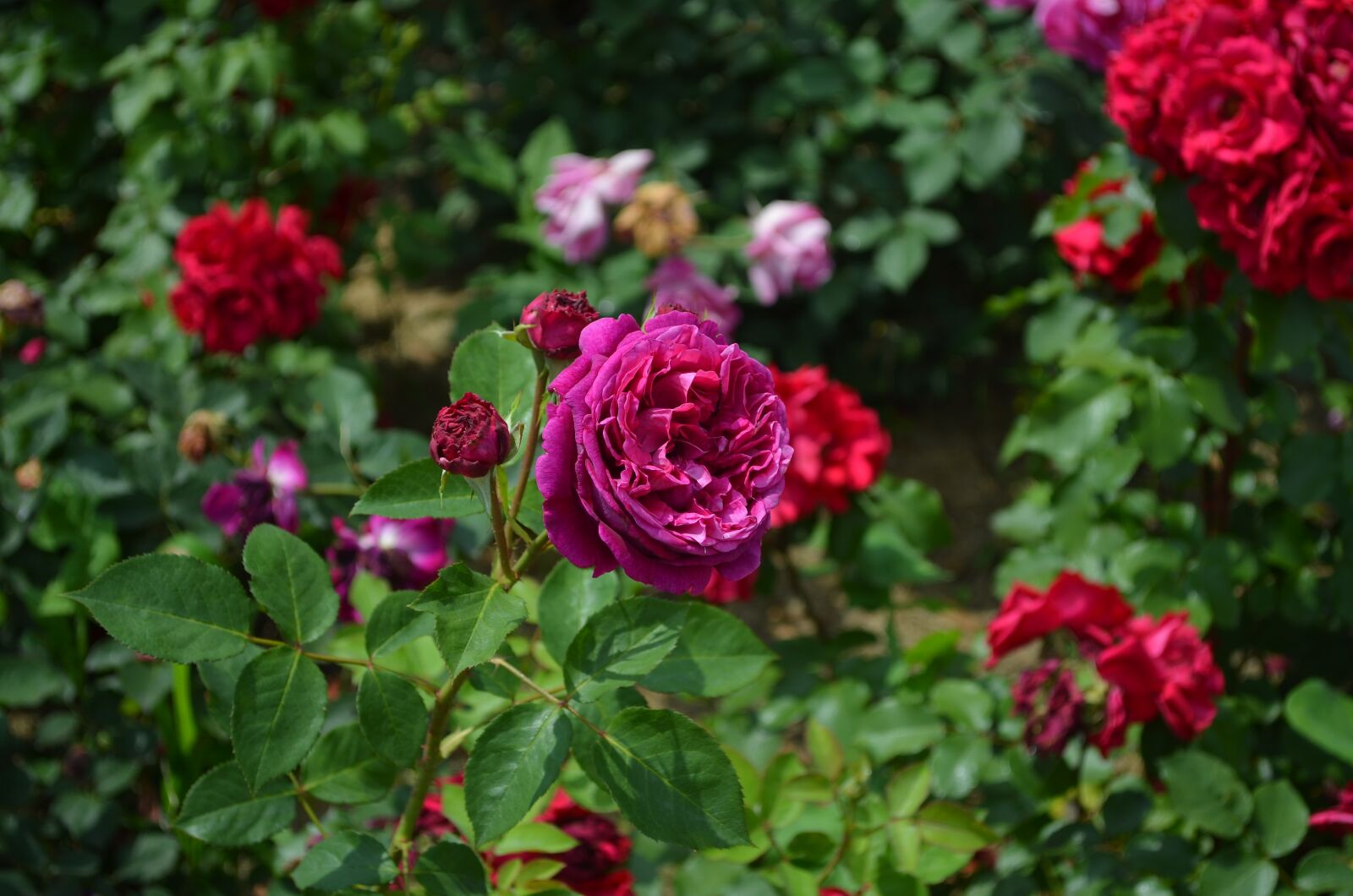 Nikon D5100 sample photo. Park, roses, spring photography