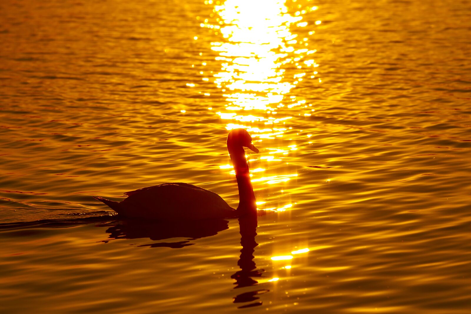 Canon EF 70-300mm F4-5.6L IS USM sample photo. Swan, bird, at dusk photography