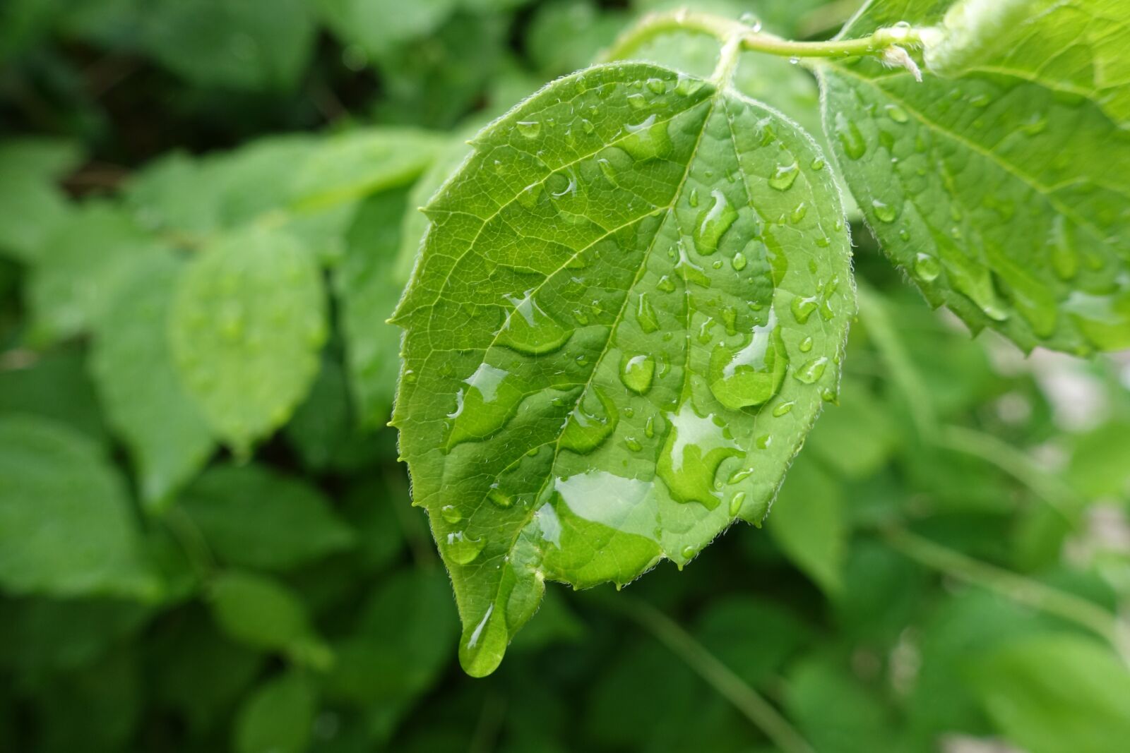 Sony Cyber-shot DSC-RX100 IV sample photo. Nature, green, rain photography