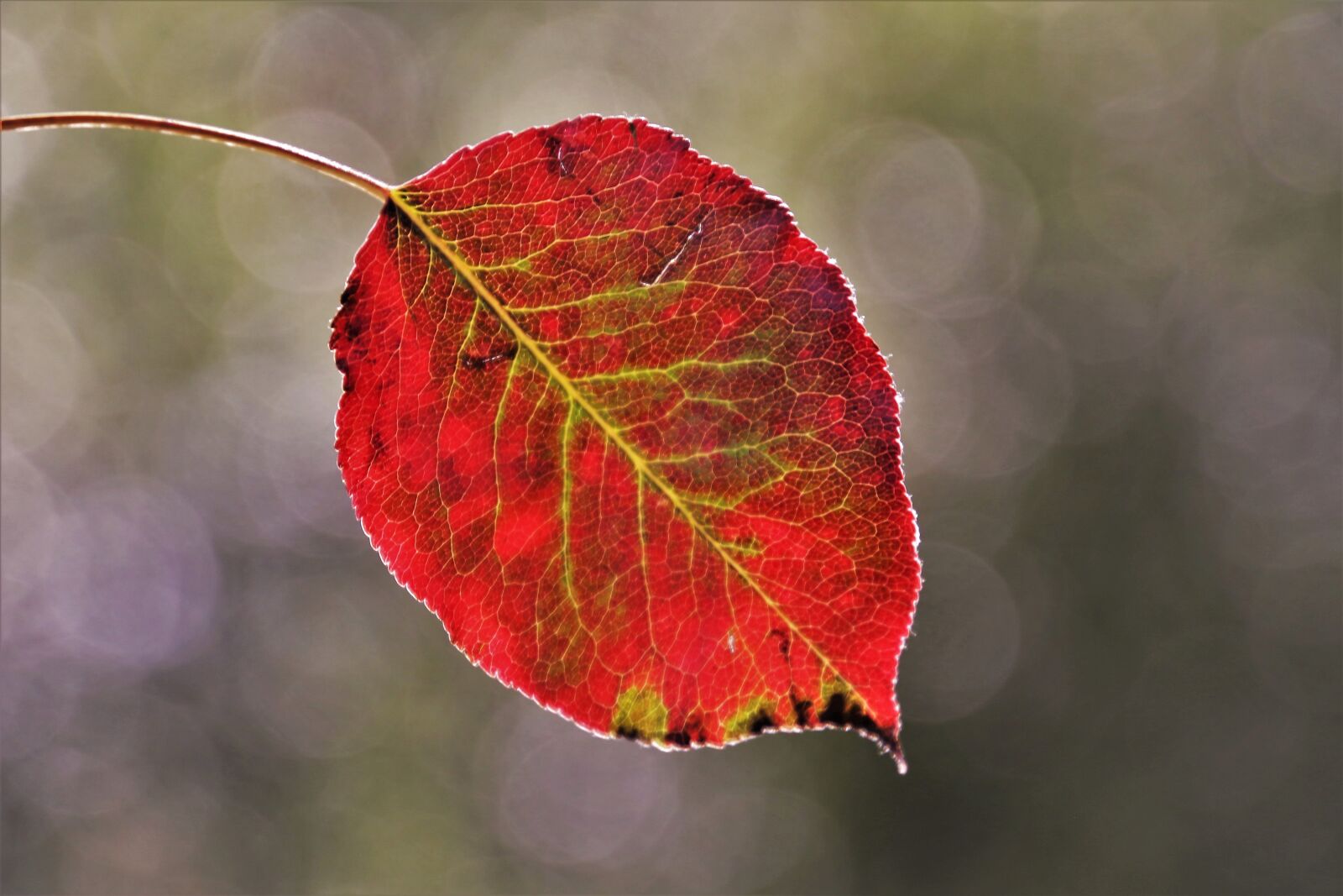 Canon EOS 80D sample photo. Autumn, leaf, mood photography