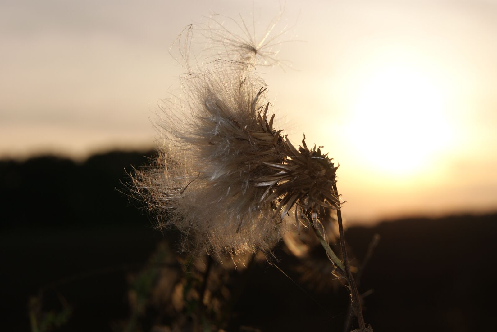 Sony Alpha DSLR-A230 sample photo. Thistle, sun, sunset photography