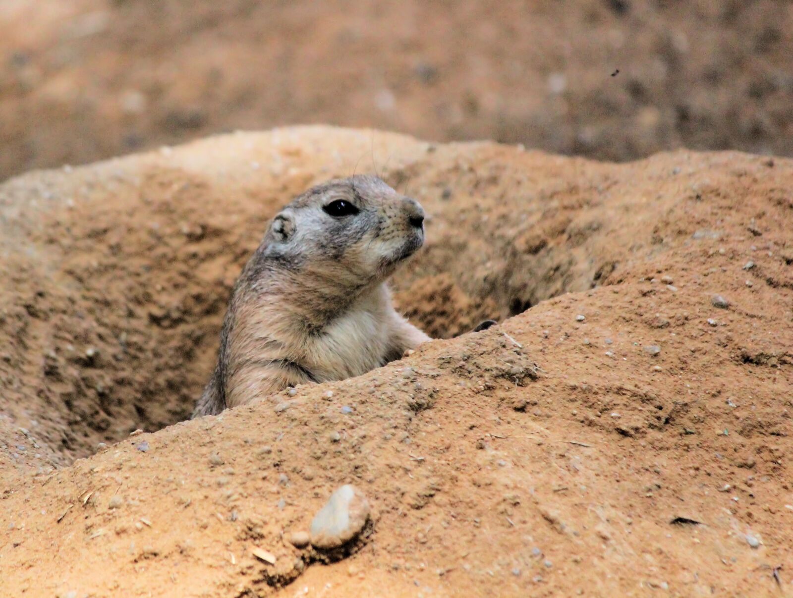 Canon EOS 550D (EOS Rebel T2i / EOS Kiss X4) sample photo. Prairie dogs, pr riov photography