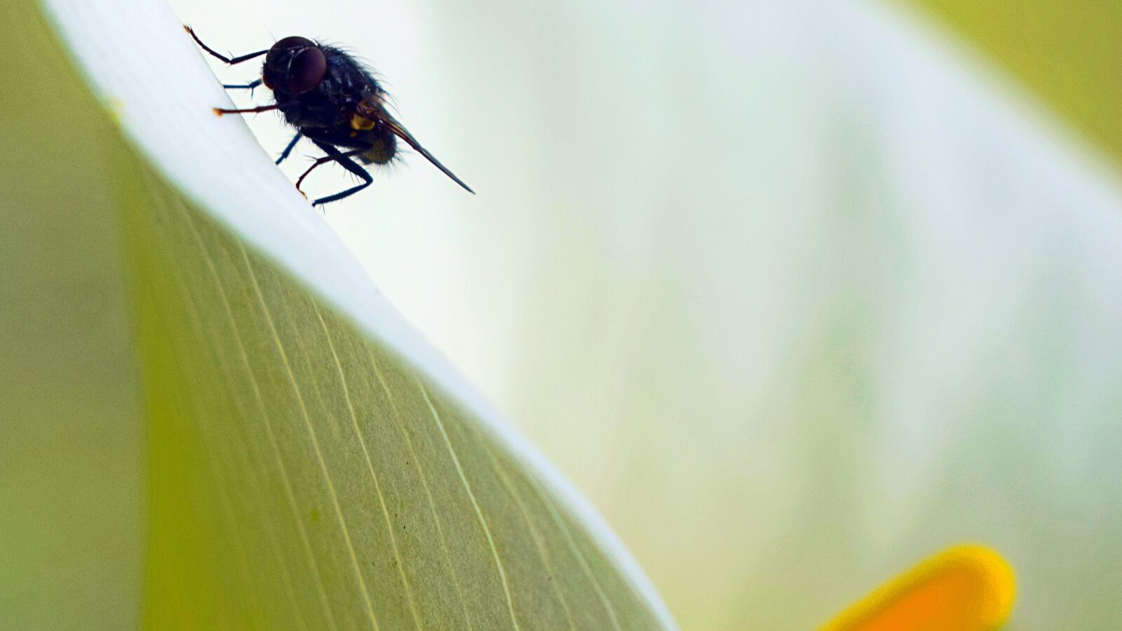 Nikon D3300 sample photo. Fly, macro, lilly photography