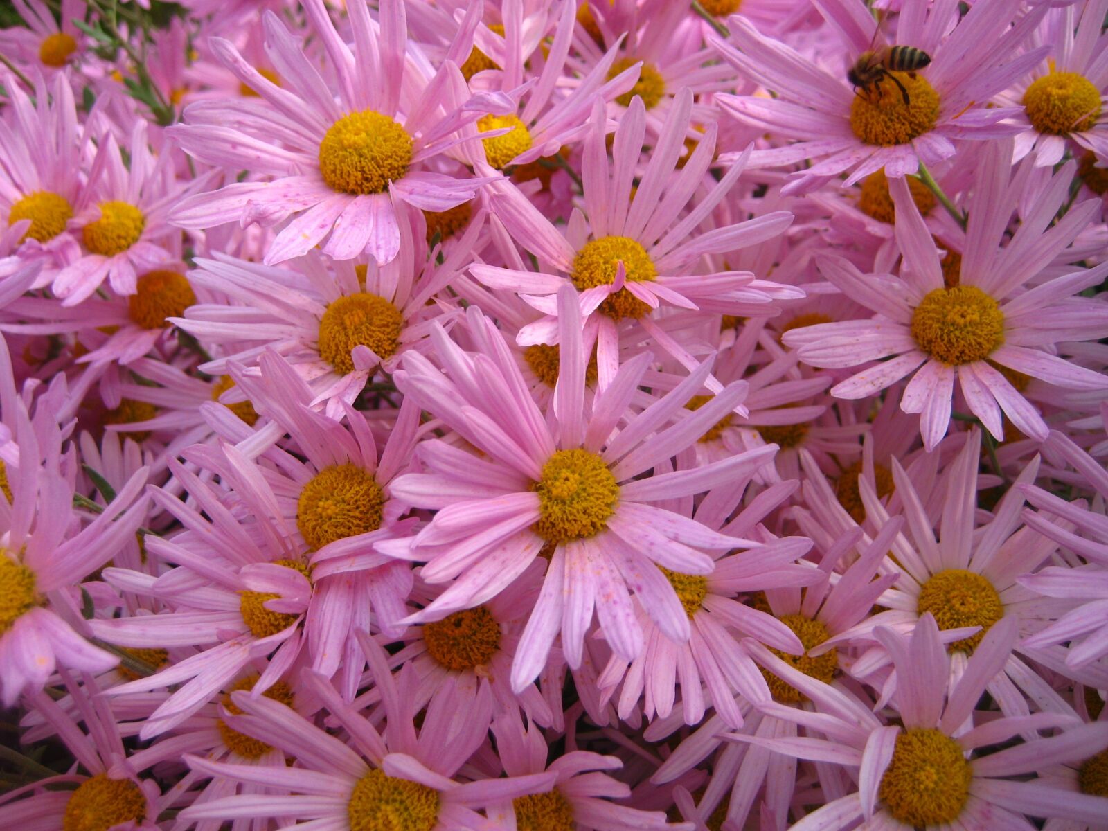 Canon DIGITAL IXUS 70 sample photo. Pink, summer, flowers photography