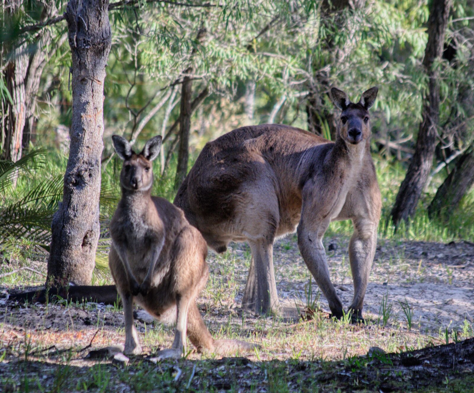 Nikon D3300 sample photo. Kangaroo, australian, muscle photography