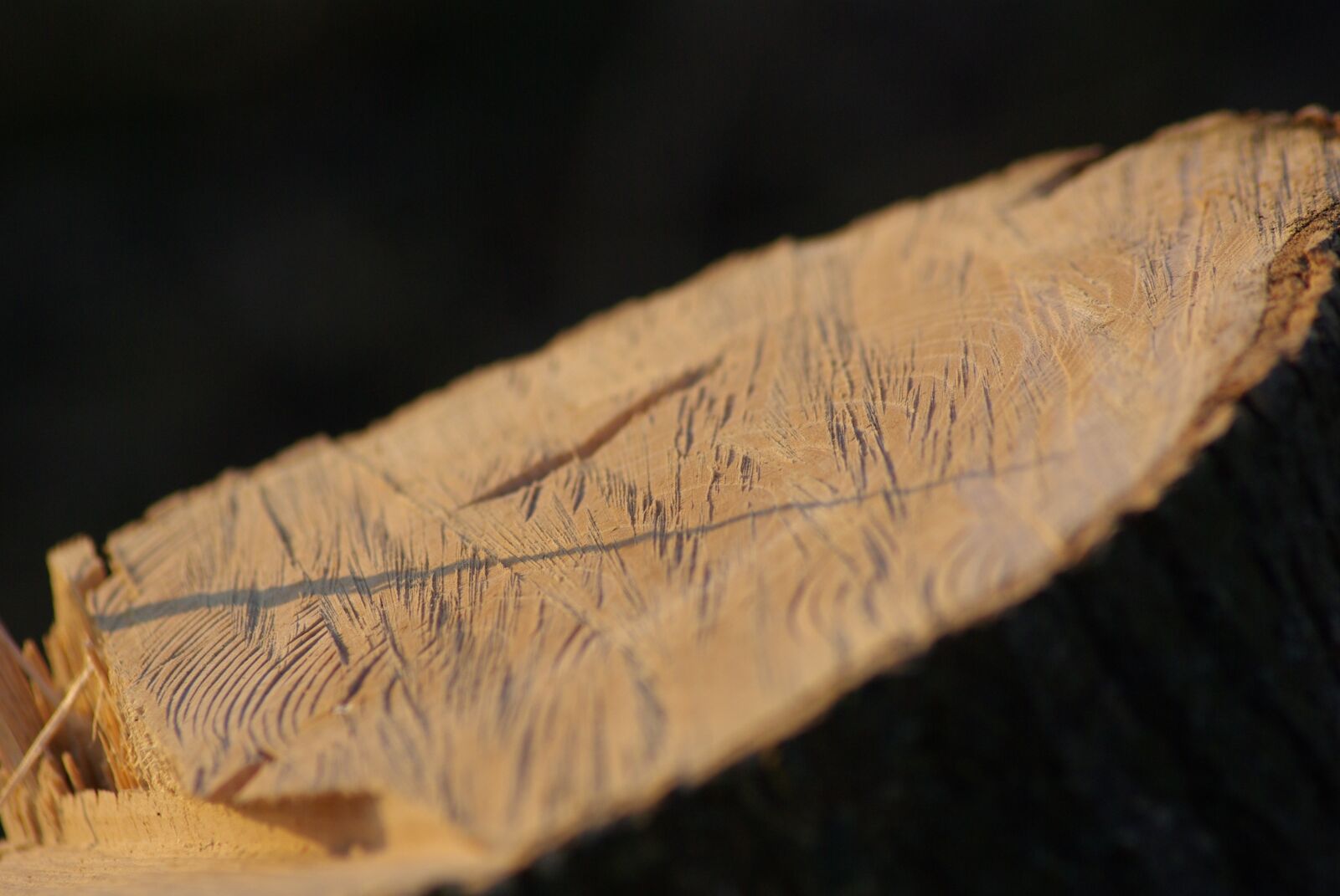Pentax K10D sample photo. Wood, nature, tree photography