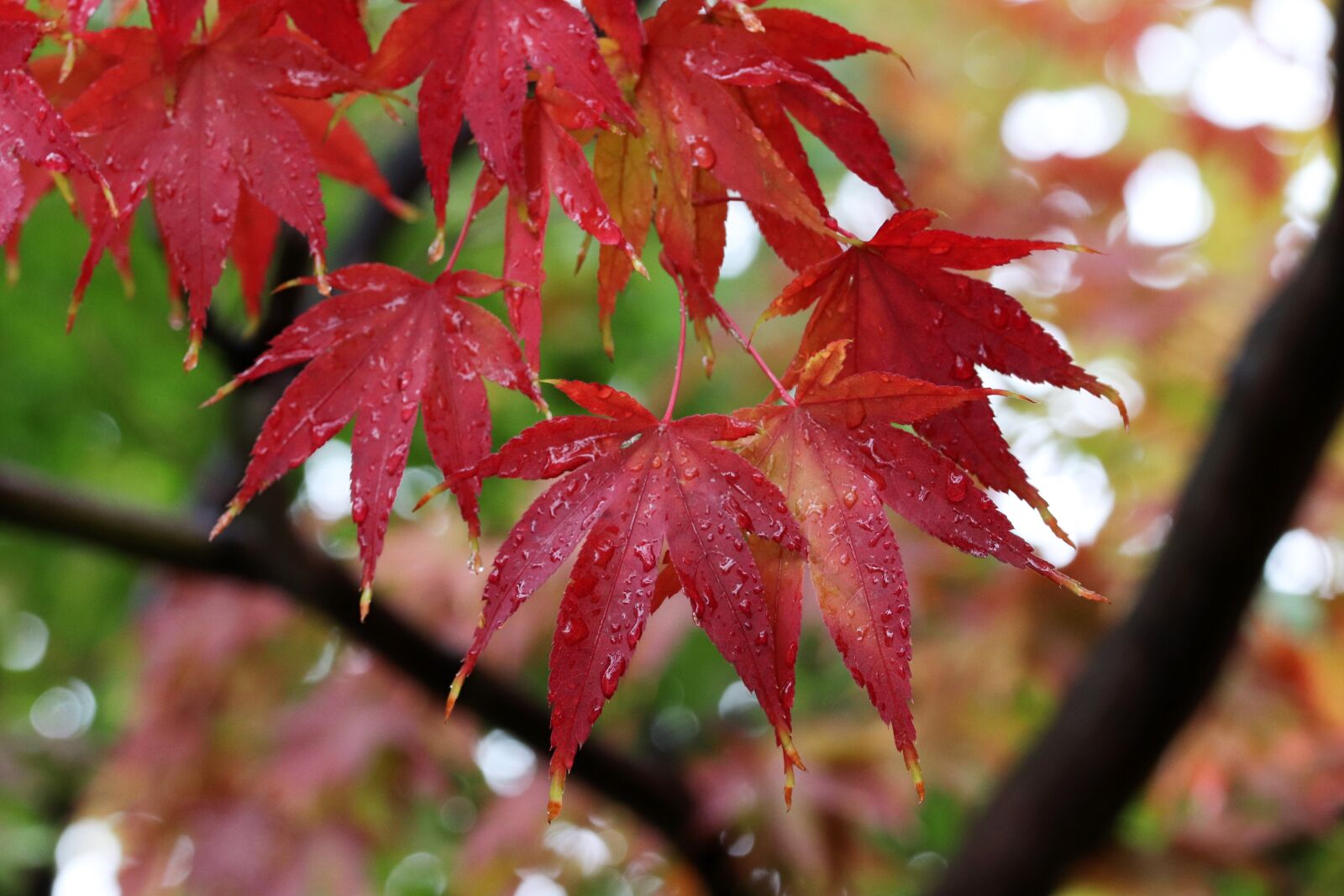 Canon EOS 800D (EOS Rebel T7i / EOS Kiss X9i) sample photo. Autumn leaves, maple, the photography