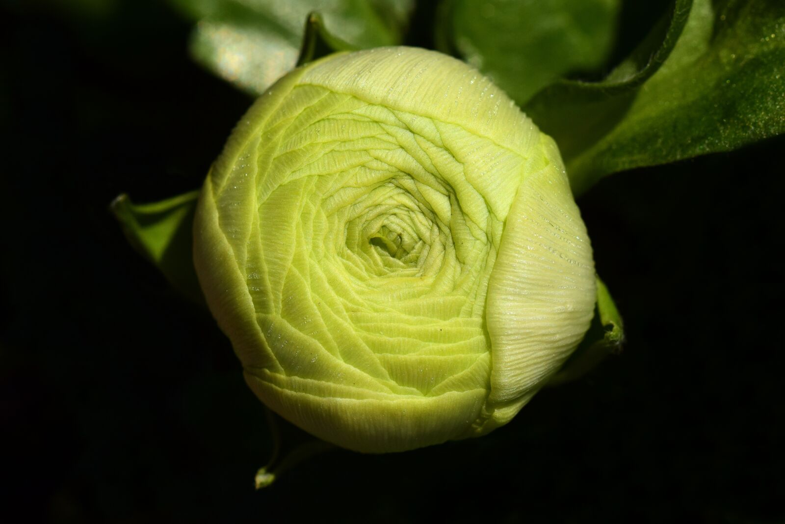 Nikon D3300 sample photo. Ranunculus, bud, blossom photography