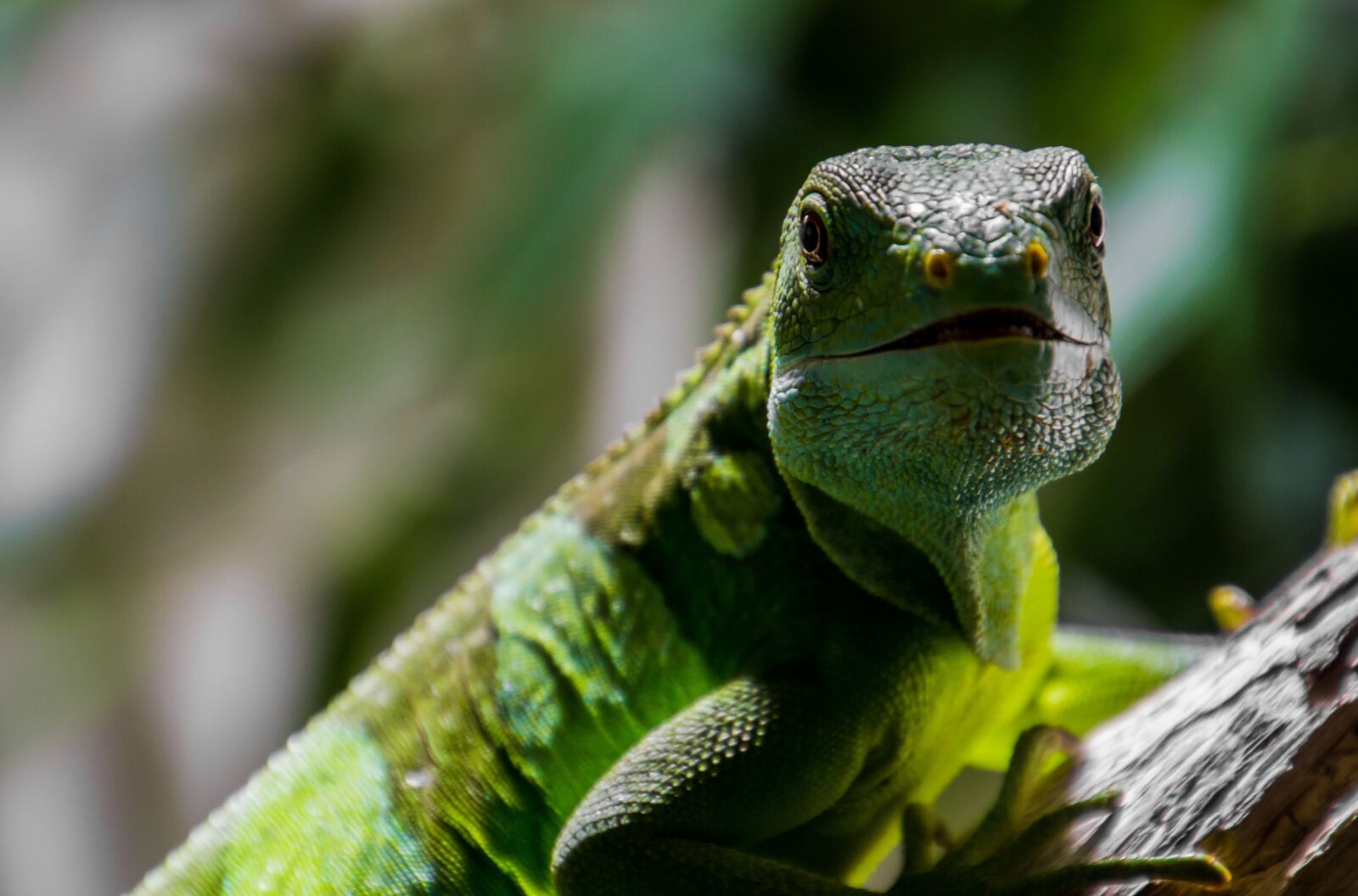 Canon EOS 70D sample photo. Lizard, green, reptile photography