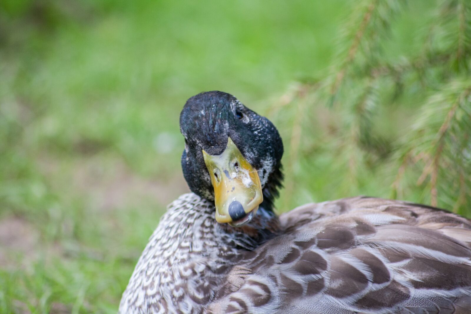 Canon EOS 1000D (EOS Digital Rebel XS / EOS Kiss F) sample photo. Duck, bird, view photography