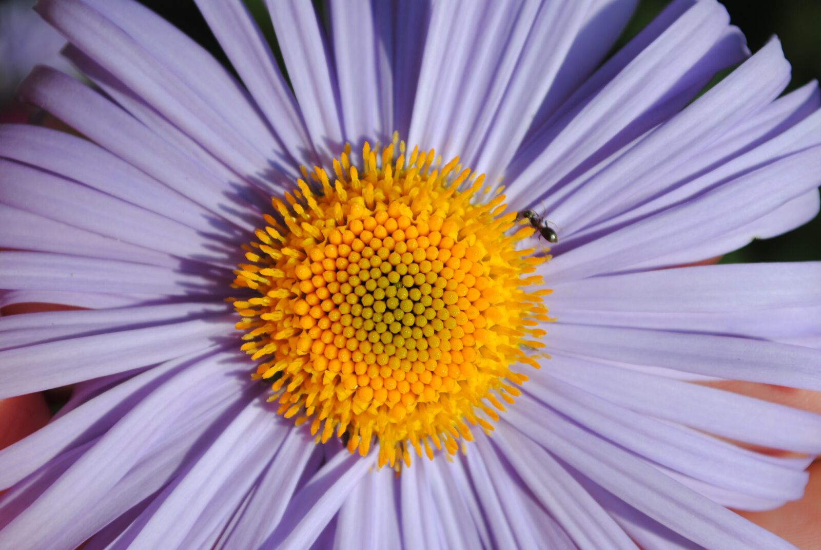 Nikon D3000 sample photo. Flower, daisy, flowers photography