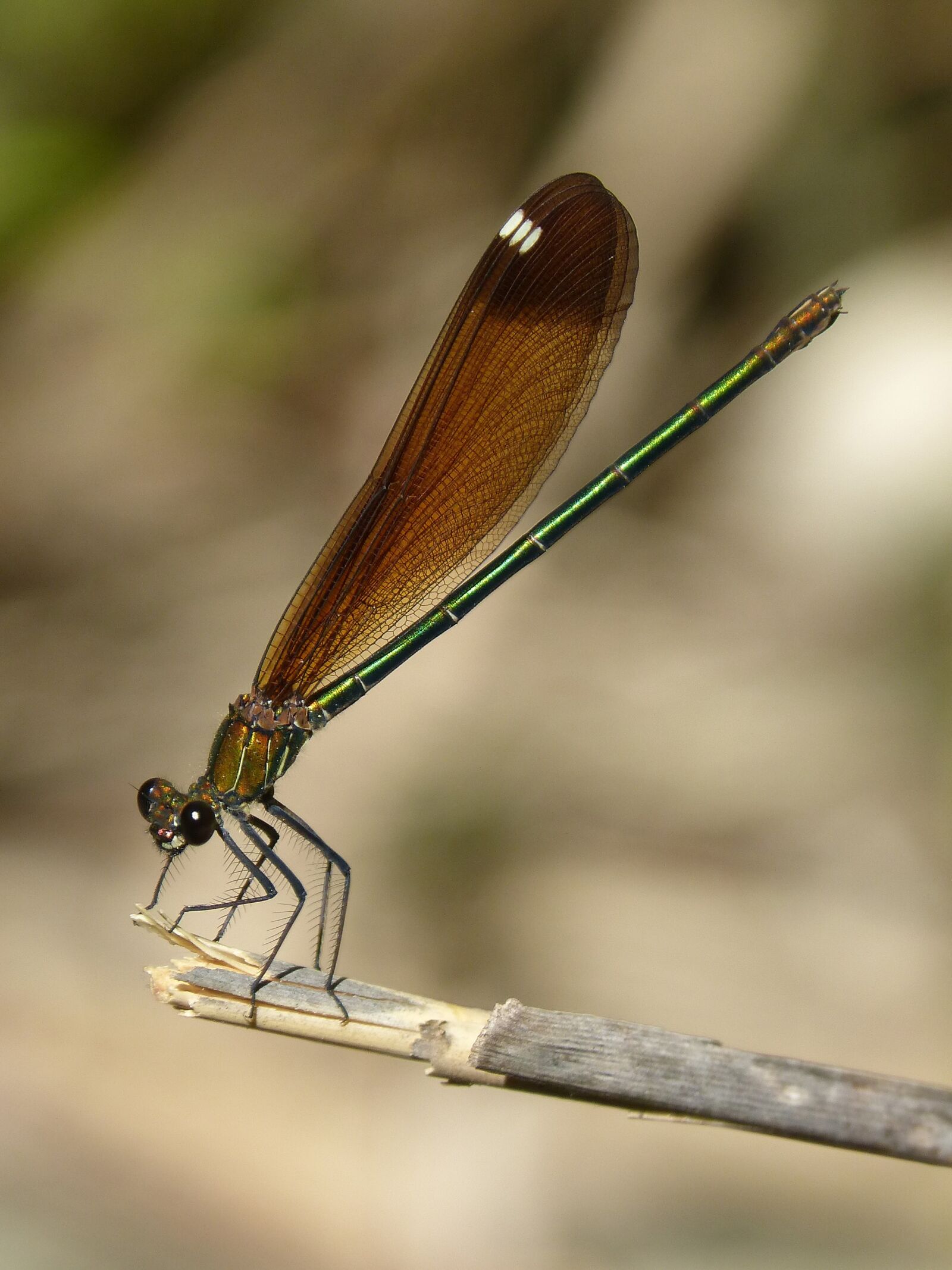 Panasonic DMC-FZ62 sample photo. Libella, black dragonfly, calopteryx photography