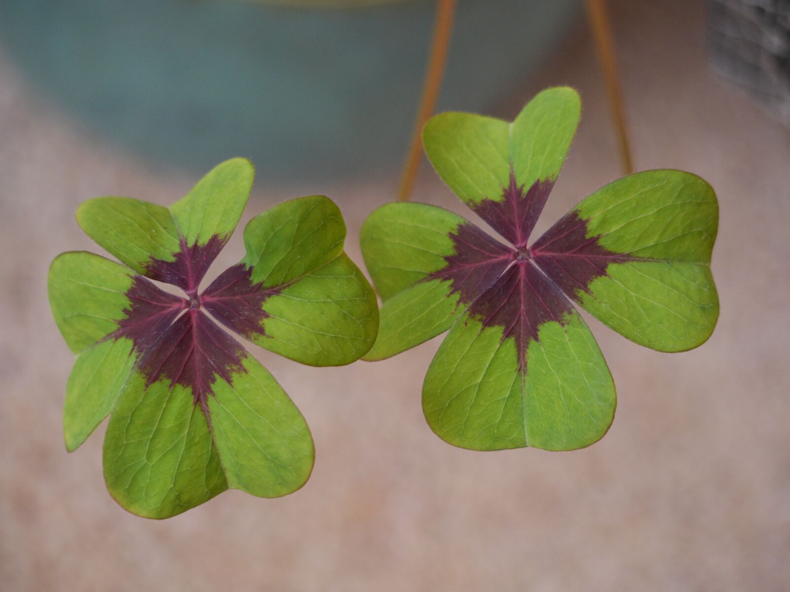 Panasonic Lumix DMC-GH3 sample photo. Leaf, clover, oxalis photography