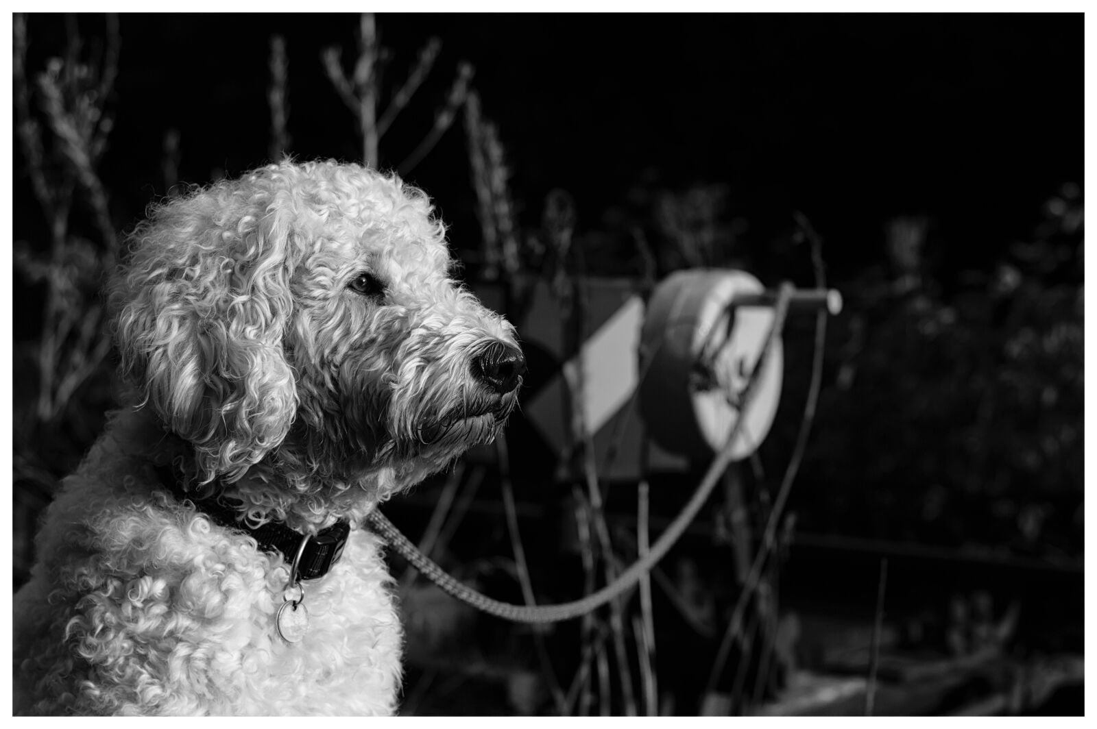 Nikon D3200 sample photo. Goldendoodle, black and white photography