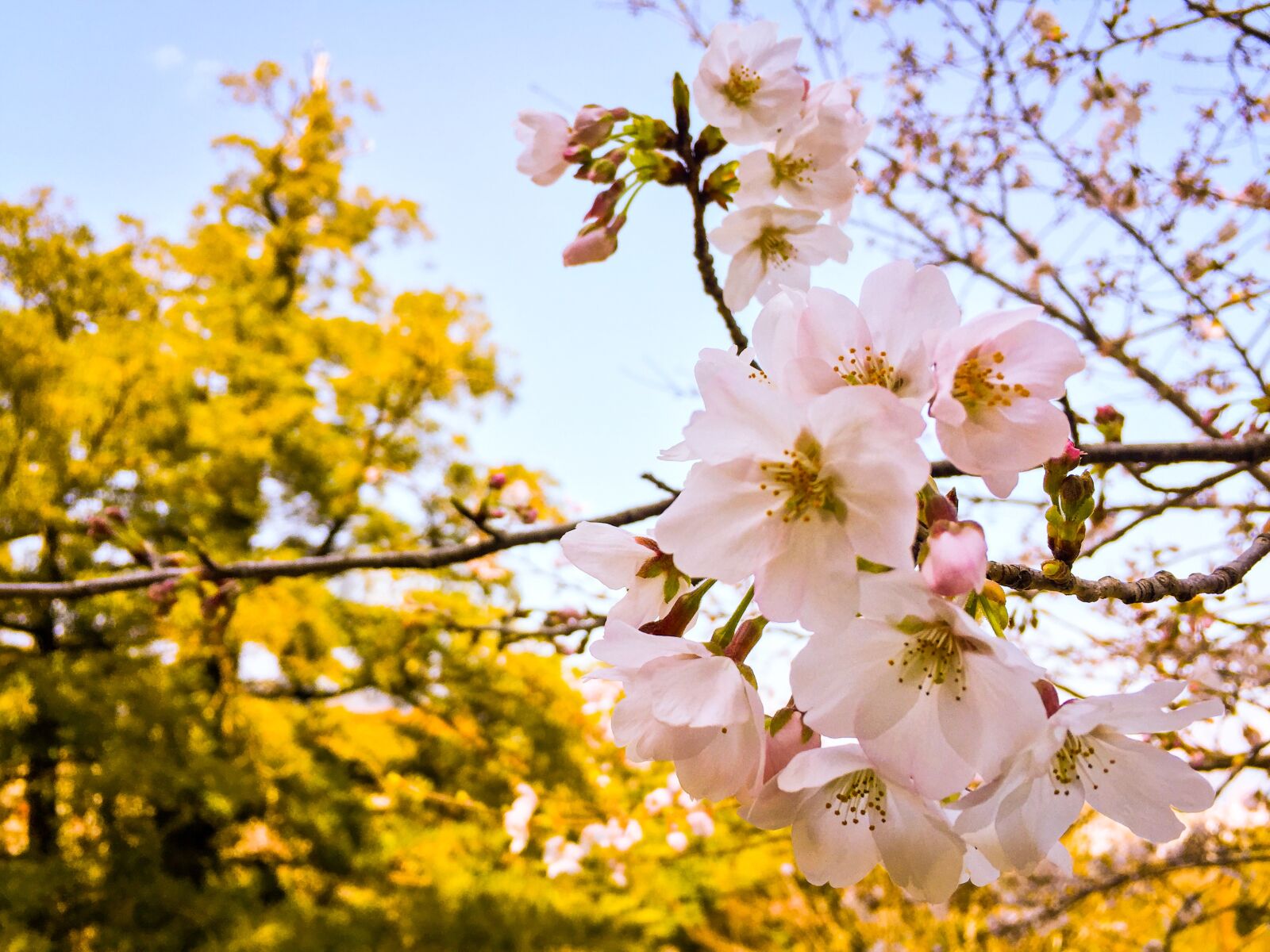 Apple iPhone 6 sample photo. Sakura, spring, blossom photography