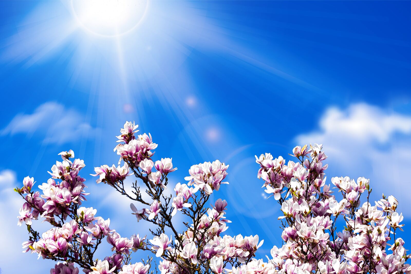 Canon EOS 50D sample photo. Magnolia, blossom, bloom photography