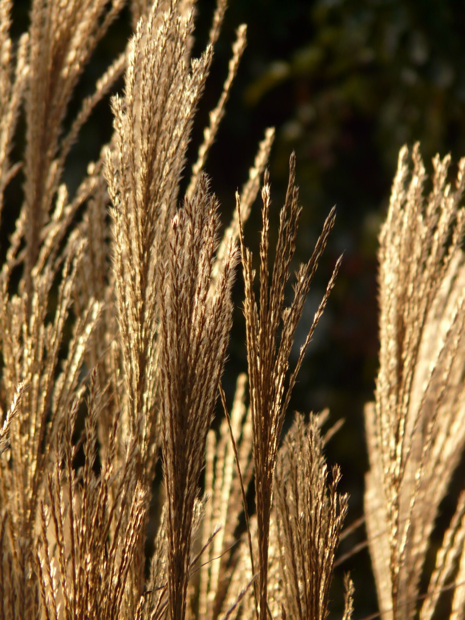 Panasonic DMC-FZ18 sample photo. Miscanthus, miscanthus sinensis, backlighting photography