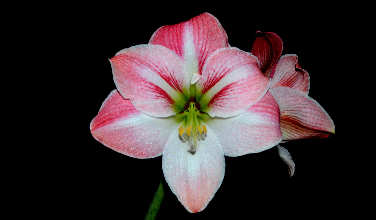 Nikon D5100 sample photo. Lilies, lily, garden photography