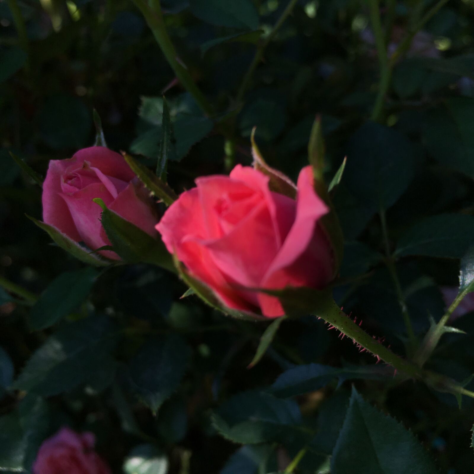 Apple iPhone 6s sample photo. Pink, rosebud photography