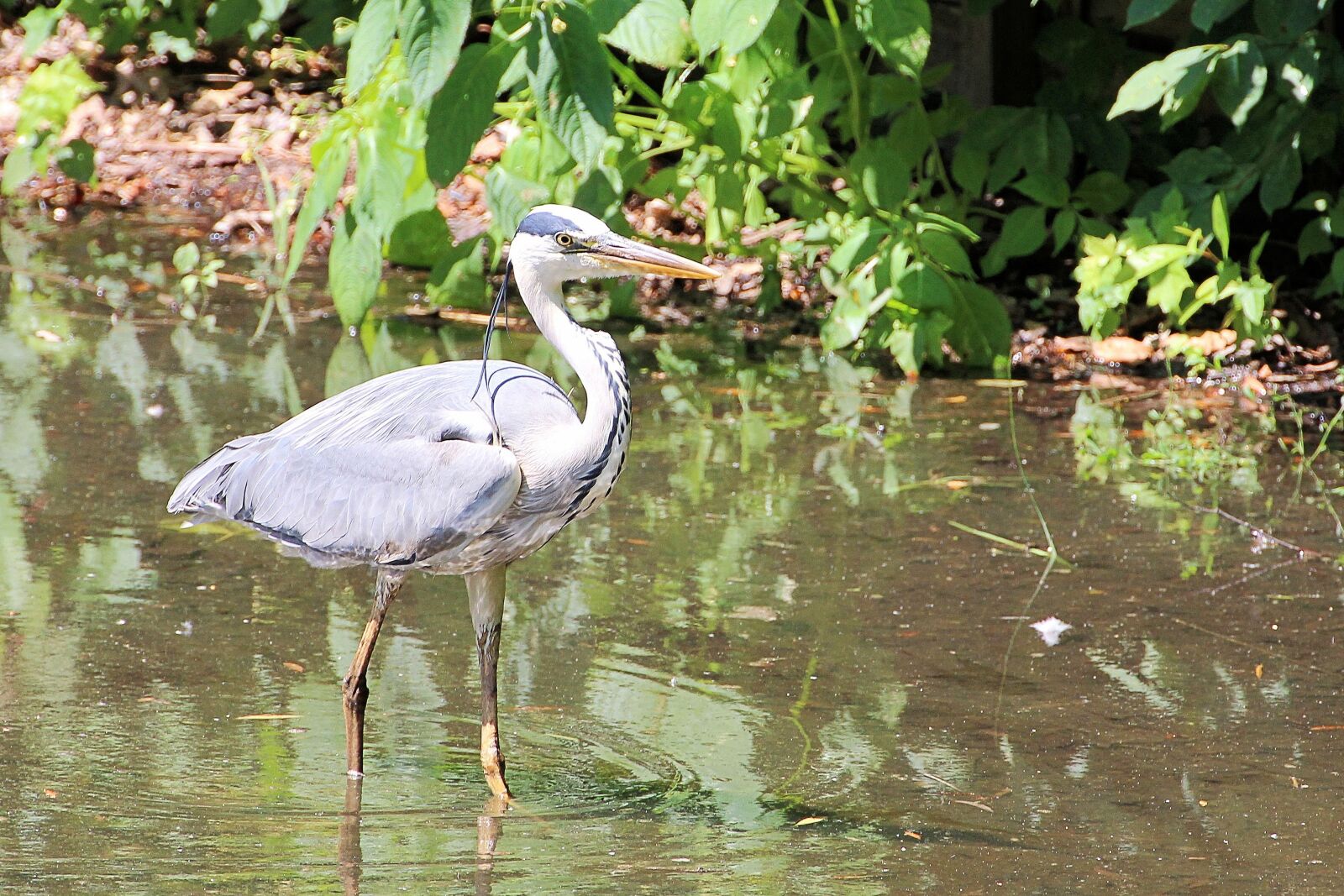 Canon EOS 600D (Rebel EOS T3i / EOS Kiss X5) sample photo. Grey heron, heron, eastern photography