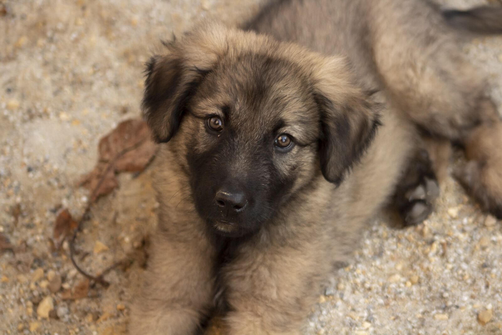 Canon EF75-300mm f/4-5.6 sample photo. Shepherd dog, dog, pets photography