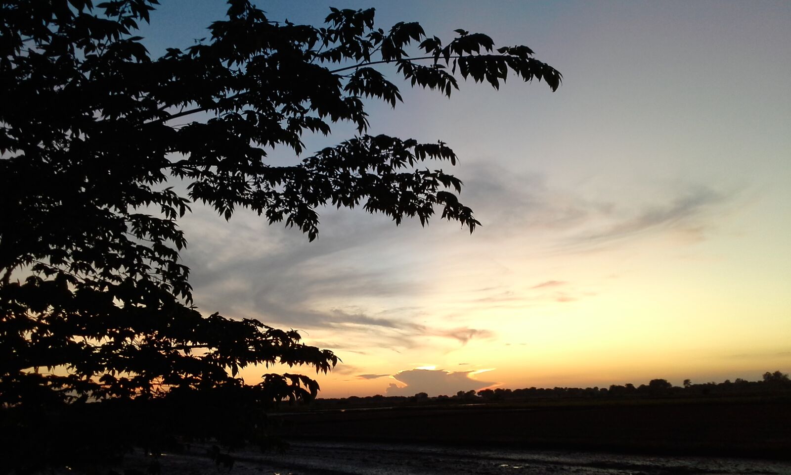 Samsung Galaxy Ace 4 sample photo. Cornfield, sunset, evening photography
