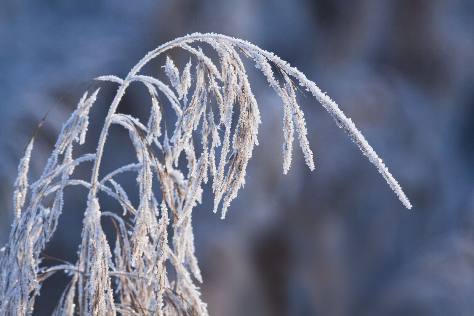 Canon EF 70-300mm F4-5.6 IS USM sample photo. Hoarfrost, frost, winter photography