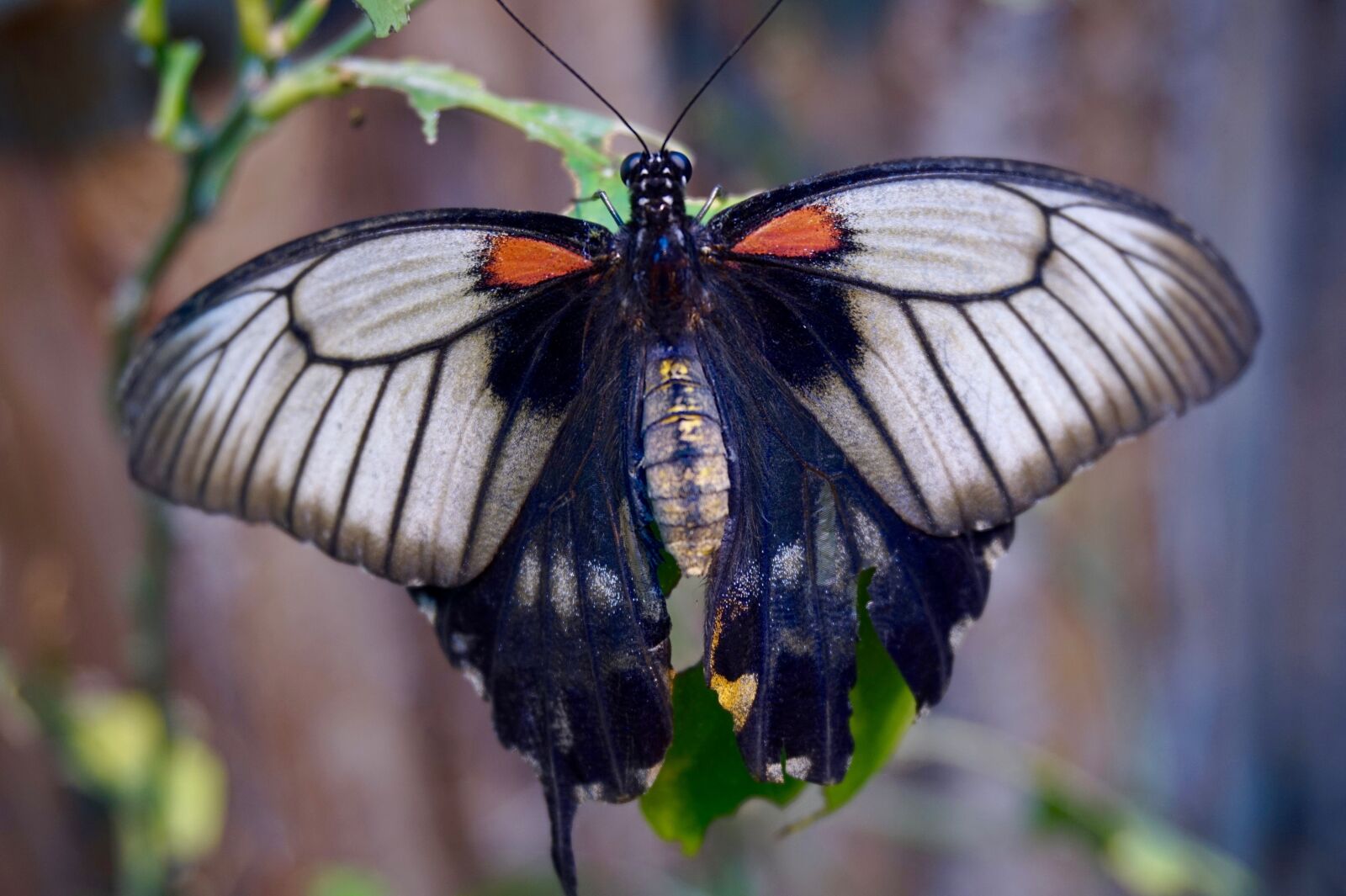 Sony Alpha a5000 (ILCE 5000) sample photo. Butterfly, insect, wing photography