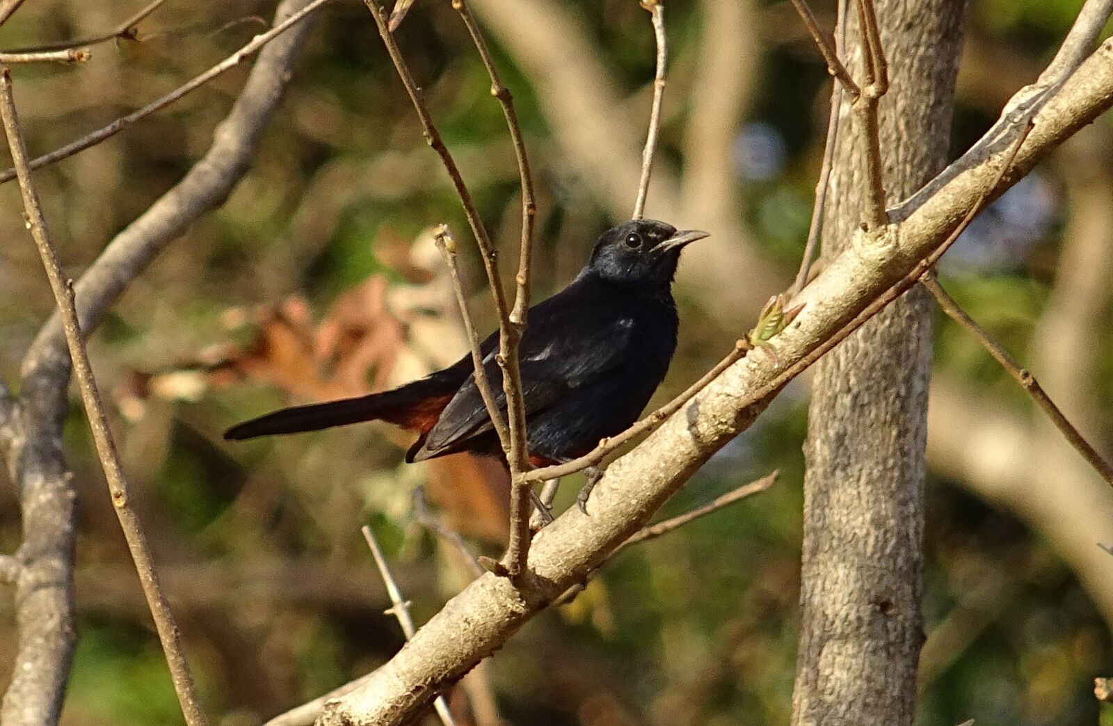 Sony DSC-HX60V sample photo. Bird, robin, indian robin photography