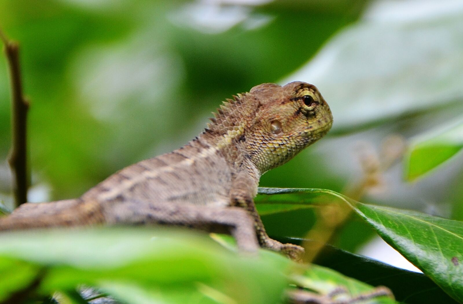 Nikon D5100 sample photo. Chameleon, the leaves, lizard photography