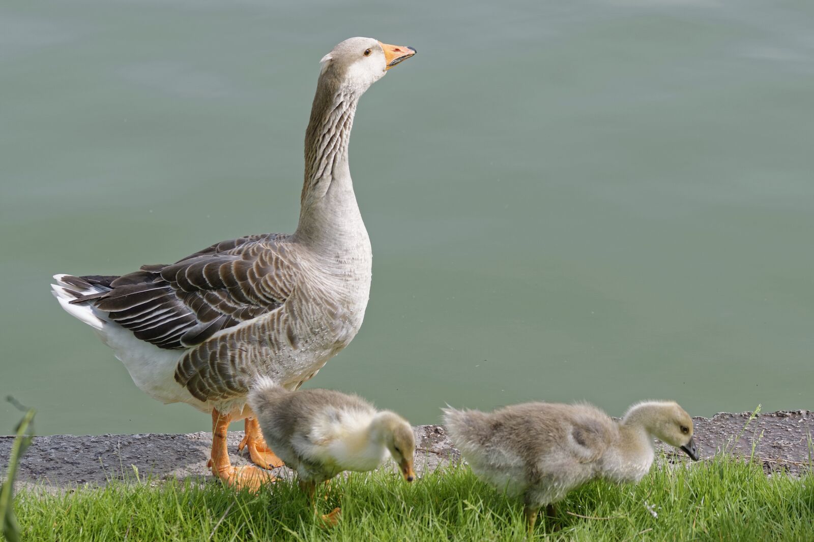 Nikon D5300 sample photo. Birds, goose, buds photography